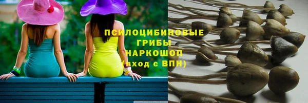 гашик Алексин
