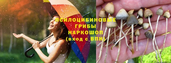 гашик Алексин